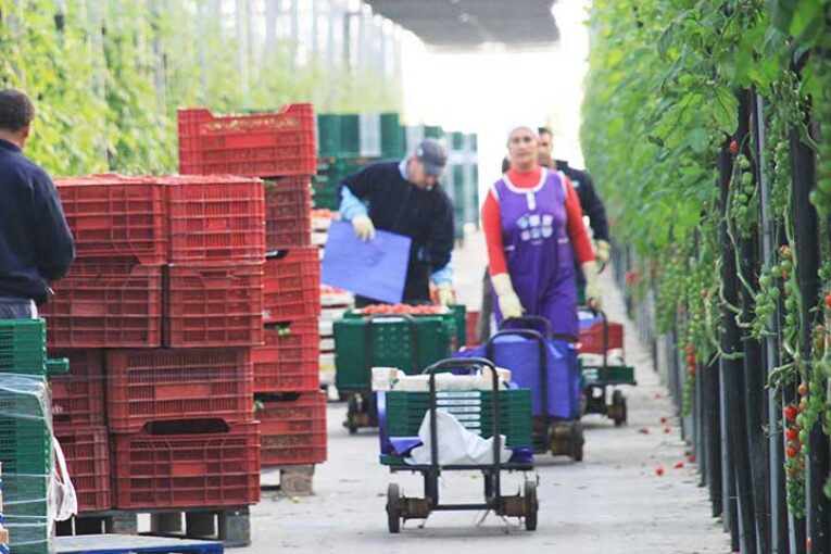 110.000 puestos de trabajo genera el invernadero en Almería y Granada