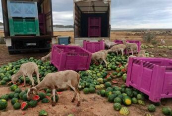 La controvertida extensión de norma ante crisis de precios