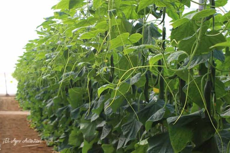 Las hortalizas cotizan en origen a la mitad de precio que hace un año