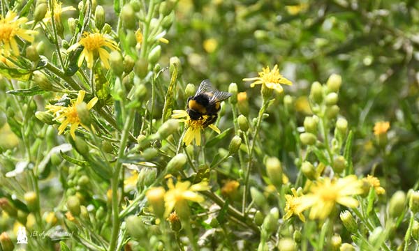 Polinizadores en el pegamoscas o pillamoscas y su importancia en la fauna auxiliar /agroautentico.com