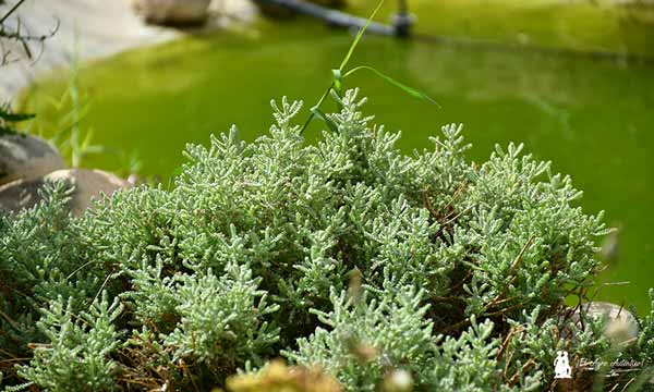 Santolina, planta reservorio y la fauna auxiliar. /agroautentico.com