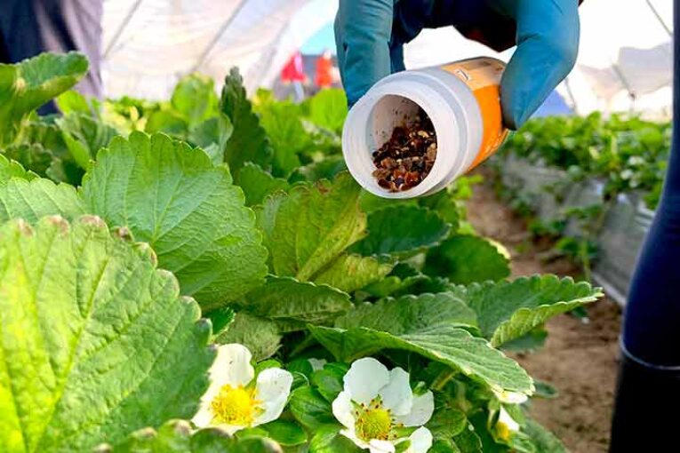 Koppert introduce nuevas estrategias de control biológico en berries