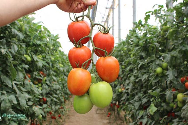 Soberanía alimentaria en el Día de la Agricultura