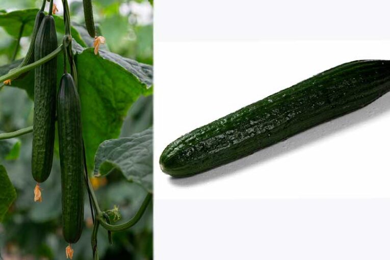 Bambú y Caobado, genética SmartQ de Fitó para siembras de otoño de pepino holandés