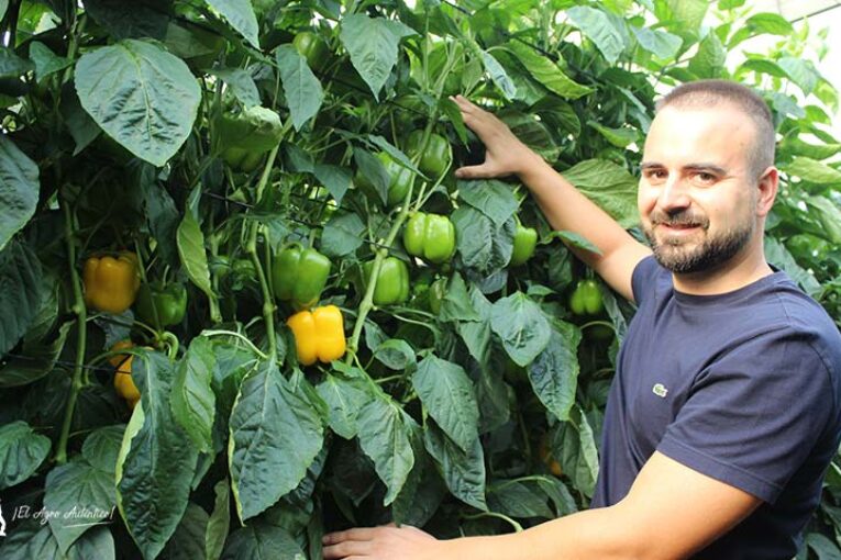Sur Seeds obtiene sus primeros amarillos resistentes a oídio