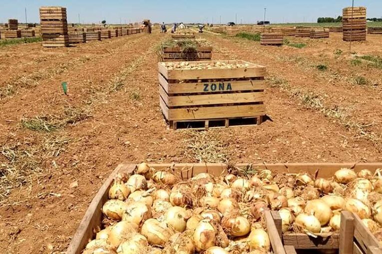 NUN 1006, la cebolla dulce de calidad superlativa