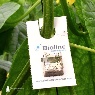 Blíster de Aphiline de Bioline AgroScience. /agroautentico.com