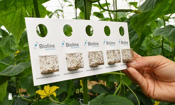 Control biológico con Bioline. / agroautentico.com