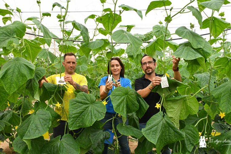Aphidius y Aphidoletes en nuevos formatos para control de pulgón en pepino