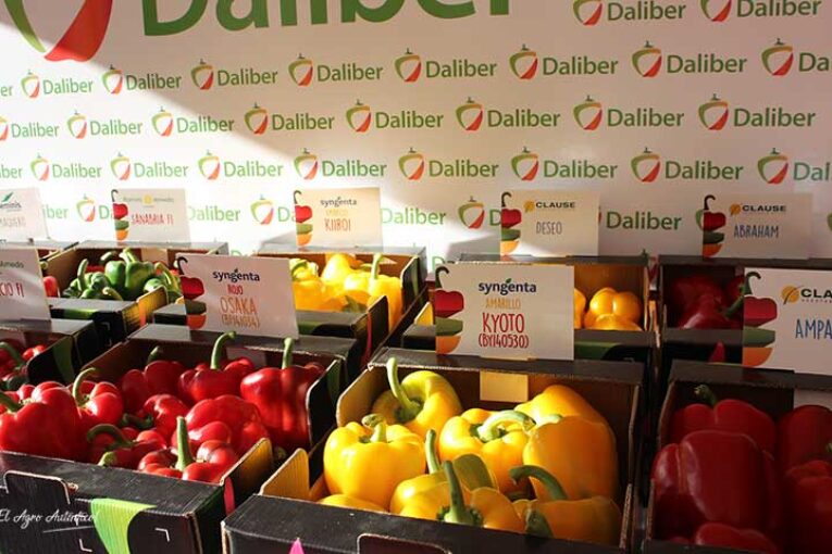 Vuelven las Jornadas de Pimiento Temprano de Dalías