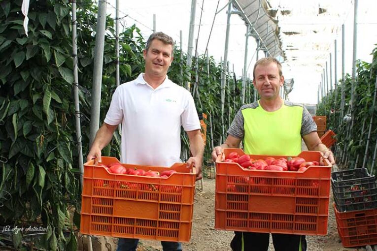 La importancia del cuaje con sombreo en pimiento temprano