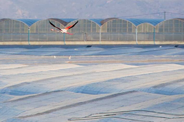 El 95% de los plásticos de los invernaderos solares se reciclan
