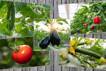 Las cinco hortalizas que deberías tomar este otoño