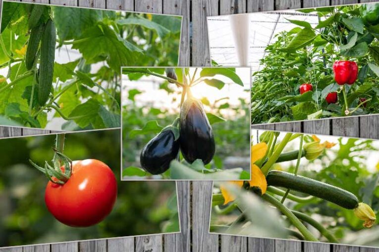 Las cinco hortalizas que deberías tomar este otoño