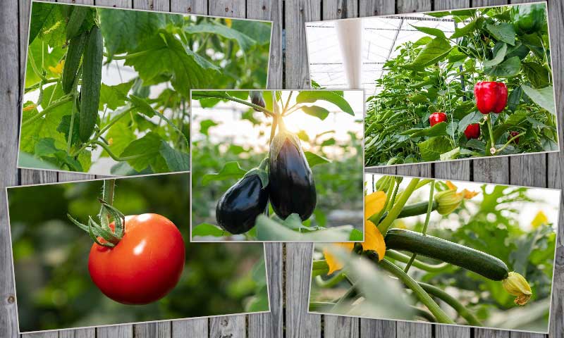 Las cinco hortalizas que deberías tomar este otoño
