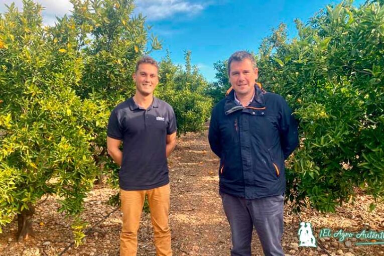 Biosur ensaya una estrategia para controlar el Cotonet en cítricos