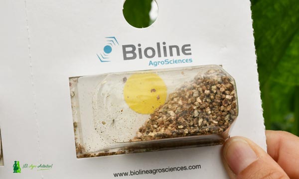 Aphidoletes Aphidimyza de Bioline. / agroautentico.com