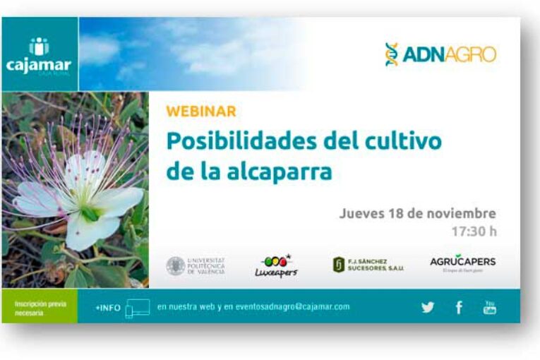 Día 18 de noviembre. Posibilidades del cultivo de la alcaparra