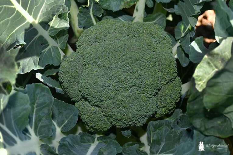 Programas de nutrición para brócoli y coliflor en todas sus fases de cultivo