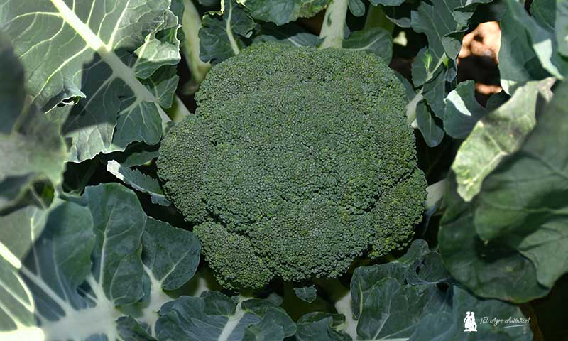 Programas de nutrición para brócoli y coliflor en todas sus fases de cultivo