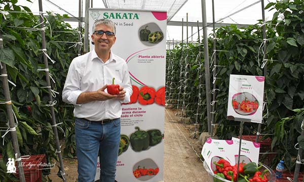 Francisco Morales, responsable de cultivos protegidos para Iberia-agroautentico.com