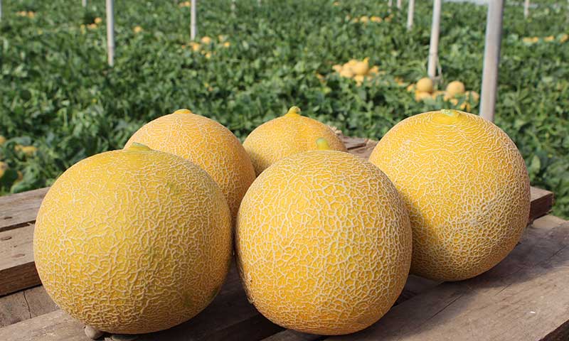 Semillas Fitó mantiene su alto potencial en melón y sandía para invernaderos de Almería con un catálogo completo y renovado -agroautentico.com