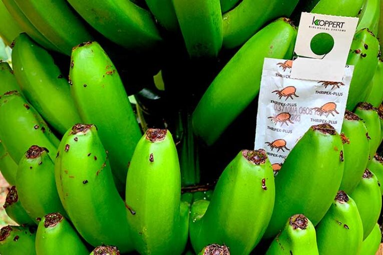 Koppert crea su primer catálogo de 'bichos' para plataneras