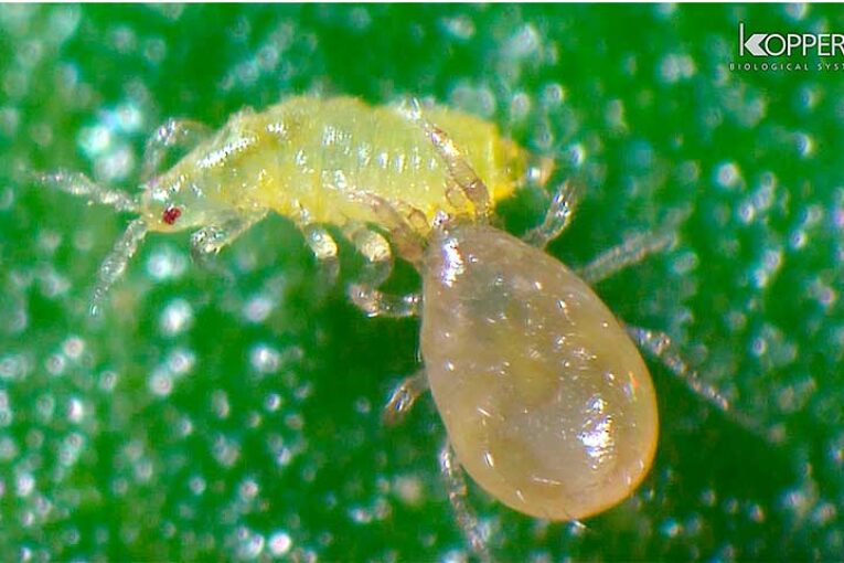 Con el frío se recomiendan sueltas de Cucumeris para control de trips