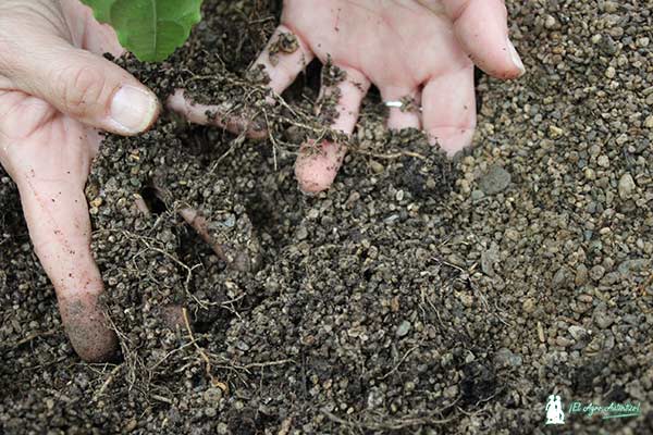 Microbiología de suelos con Lupión y Rodríguez y Asfertglobal. / agroautentico.com