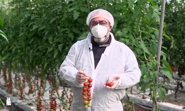 Nébula y Onuba cherry redondo en suelto y en rama de Syngenta en El Reino de Los Sabores- agroautentico.com