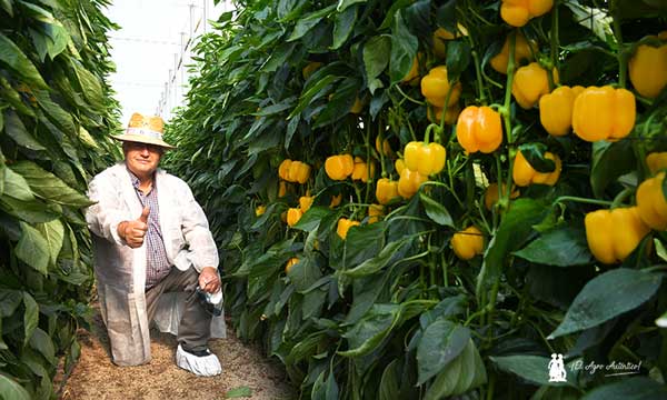 El agricultor Miguel Romera, de Berja, con el pimiento amarillo 57712. / agroautentico.com