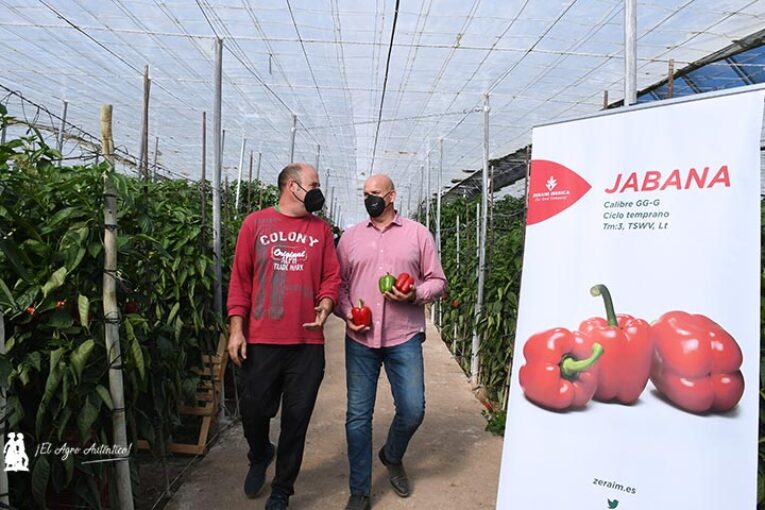 Jabana es el nuevo temprano con oídio de Zeraim