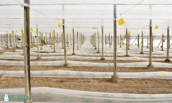 Invernadero con tunelillos de pepino. / agroautentico.com