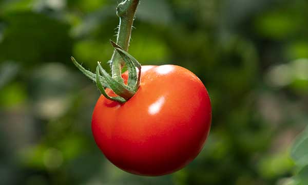 Tomate, el “rey” de las verduras por su poder antioxidante - agroautentico.com