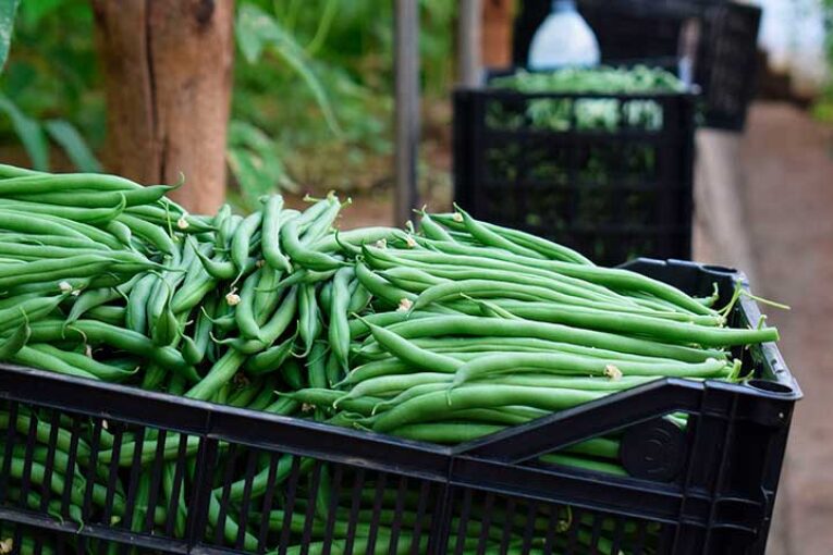 Ramiro Arnedo investiga a través de leguminosas proteínas vegetales alternativas a las animales