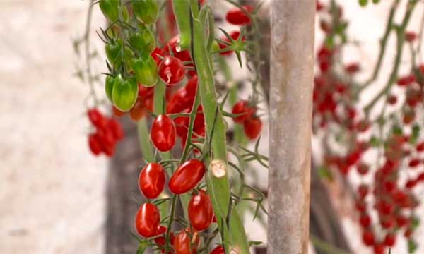 Tomate cherry pera Seychelle de Syngenta - agroautentico.com
