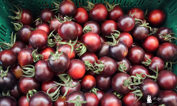 Yoom, un tomate púrpura que recibió el prestigioso premio de oro en los Fruit Logistica Innovation Awards 2020 -agroautentico.com