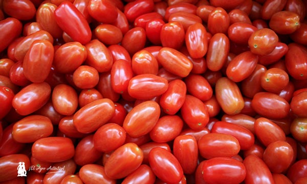 Angelle es la primera variedad de Syngenta en este tipo de tomate cherry  pera - agroautentico.com