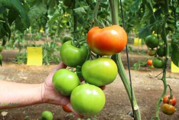 La mejora vegetal eleva el 50% el rendimiento del tomate en 30 años