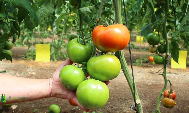 La mejora vegetal eleva el 50% el rendimiento del tomate en 30 años