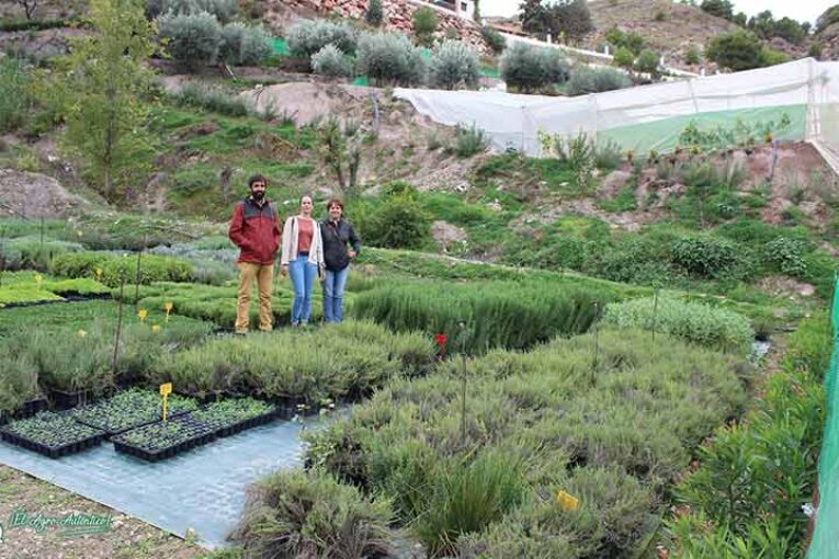Almería multiplica sus kilómetros de setos alrededor de los invernaderos