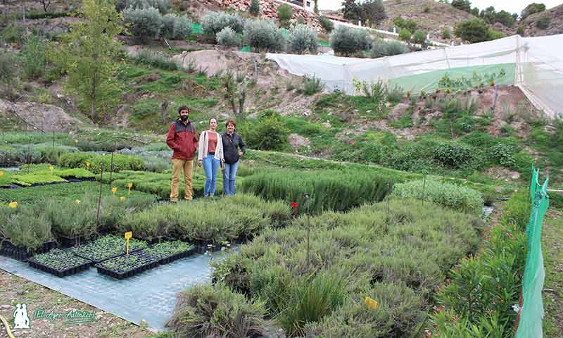 Almería multiplica sus kilómetros de setos alrededor de los invernaderos
