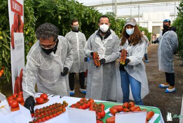 Vilmorin seduce con nuevos formatos y más diversificación en tomate