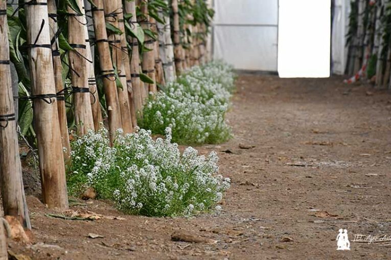 Vellsam se abre paso en ecológico