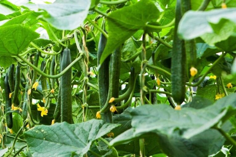 Los europeos aumentan su confianza en las verduras de invernadero