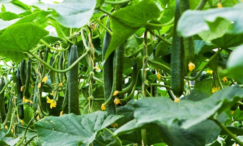 Los europeos aumentan su confianza en las verduras de invernadero