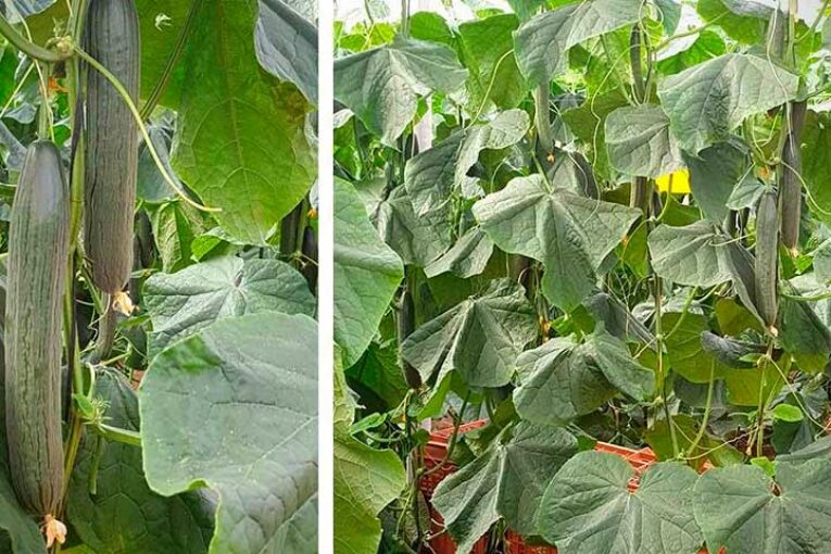 Radisei elimina abortos y mejora producción un 89% en calabacín y 45% en pepino