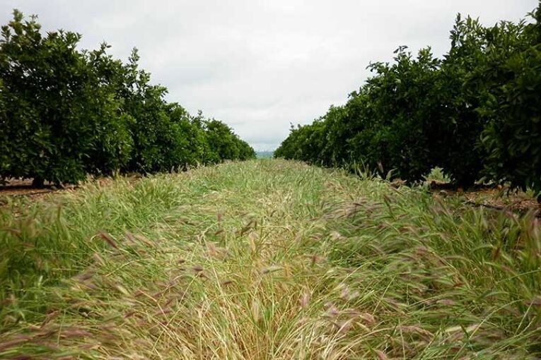 El Día Mundial del Suelo hace un guiño a la agricultura por conservación