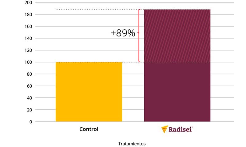 El gráfico 1 revela un incremento del 89% de la producción frente al control en aquellas parcelas tratadas con Radisei.