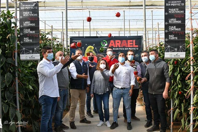 Arael es el “pimiento perfecto” de Seminis para temprano